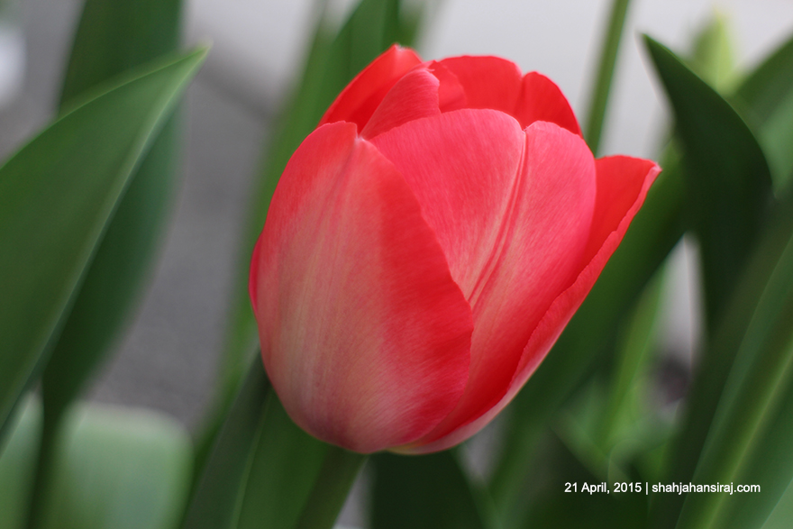 Oh my Tulip!